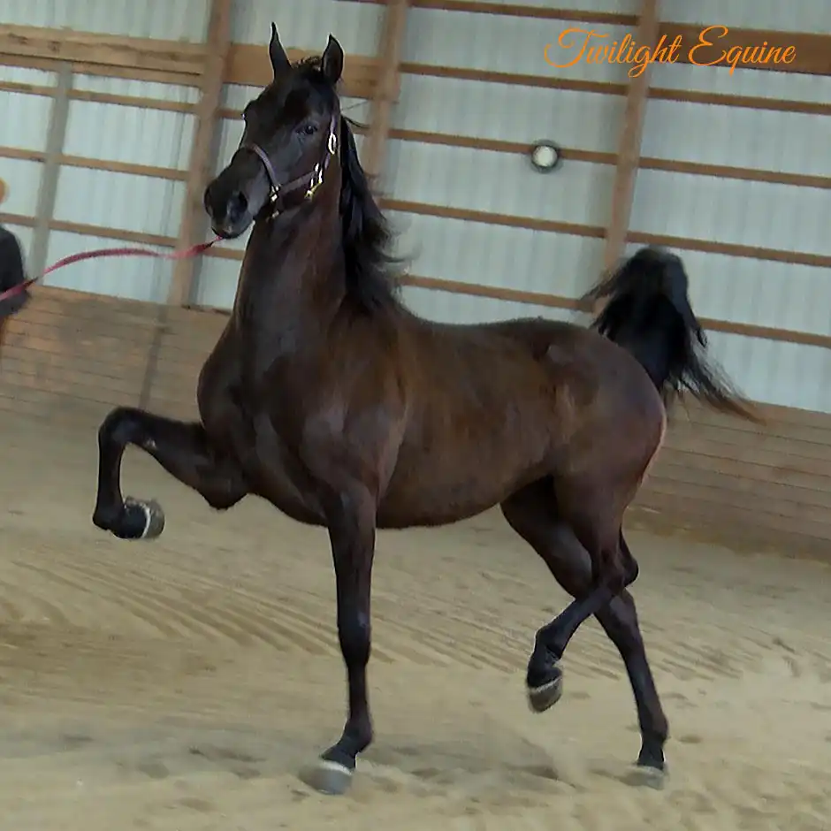Valley Acres Starbrite