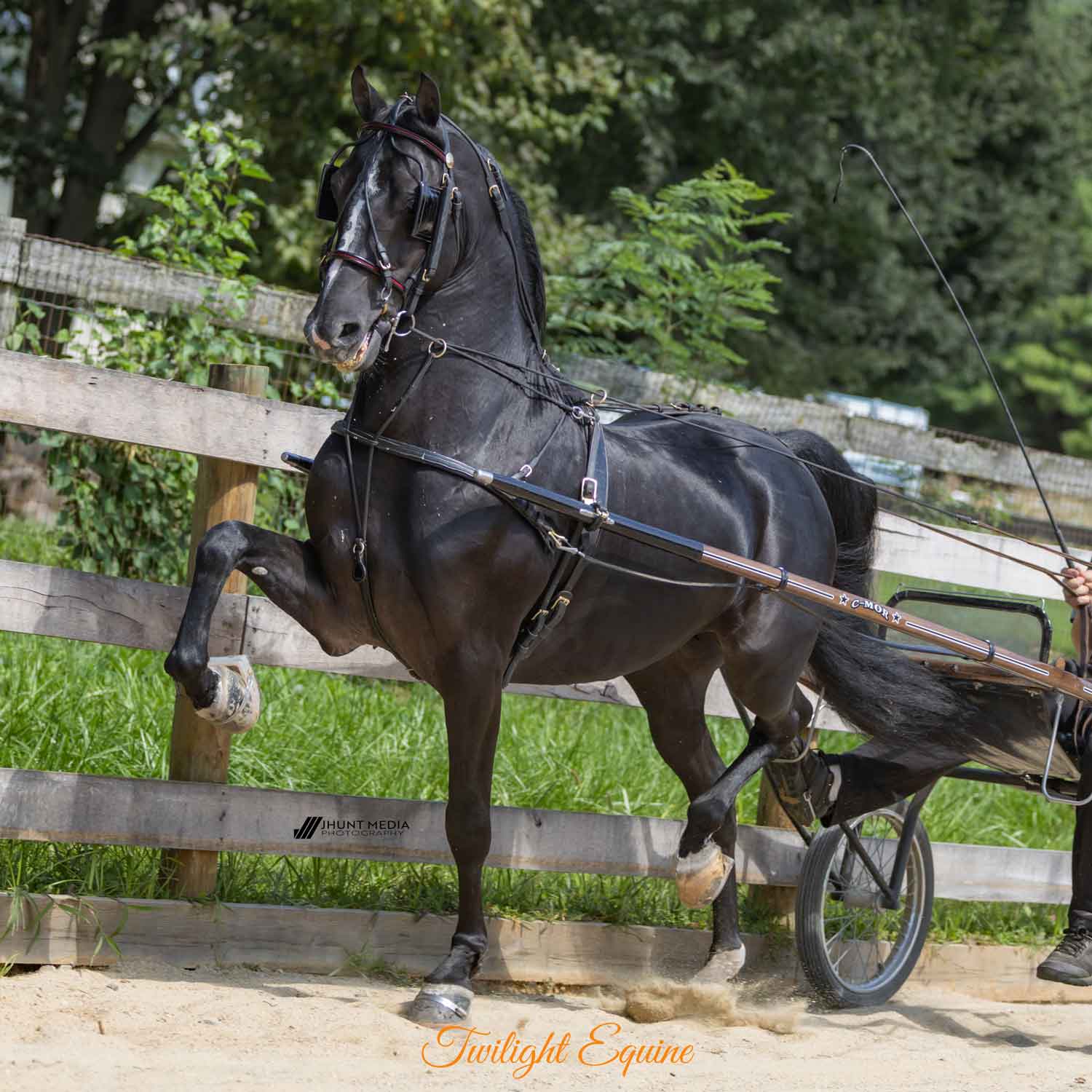Fallen-Hero-12 Fallen Hero - Morgan stallion for sale
