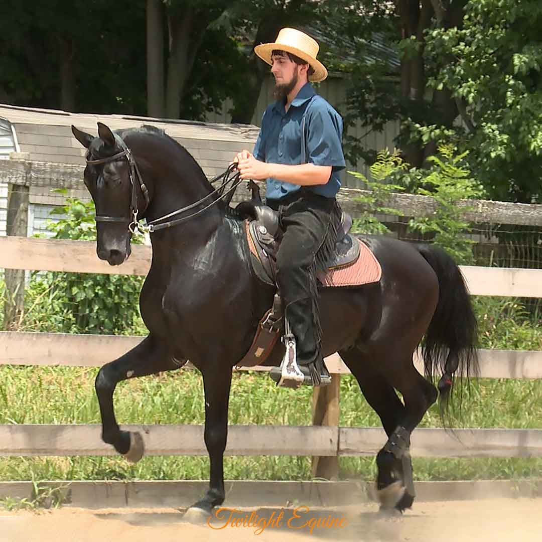 lse-america-13 LSE America, Morgan stallion for sale