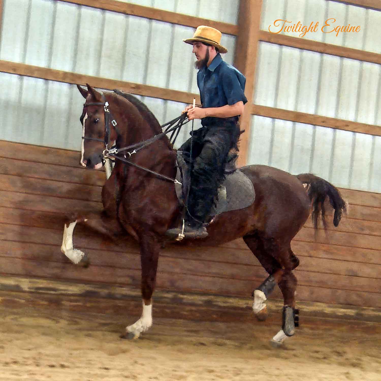 eureka's king tuk, morgan gelding for sale