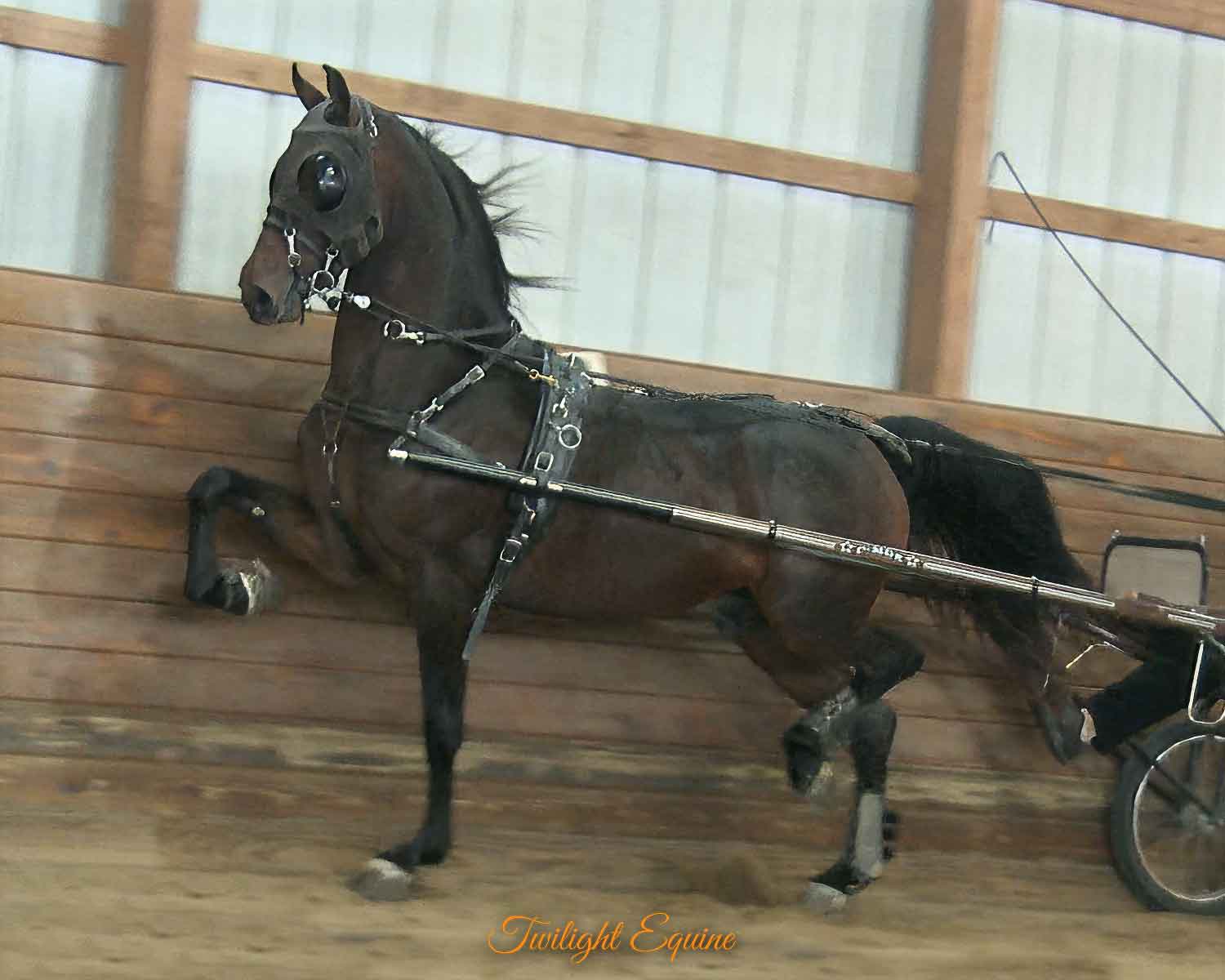 wce-first-pazazz-10 WCE First Pazazz, Morgan Stallion For Sale
