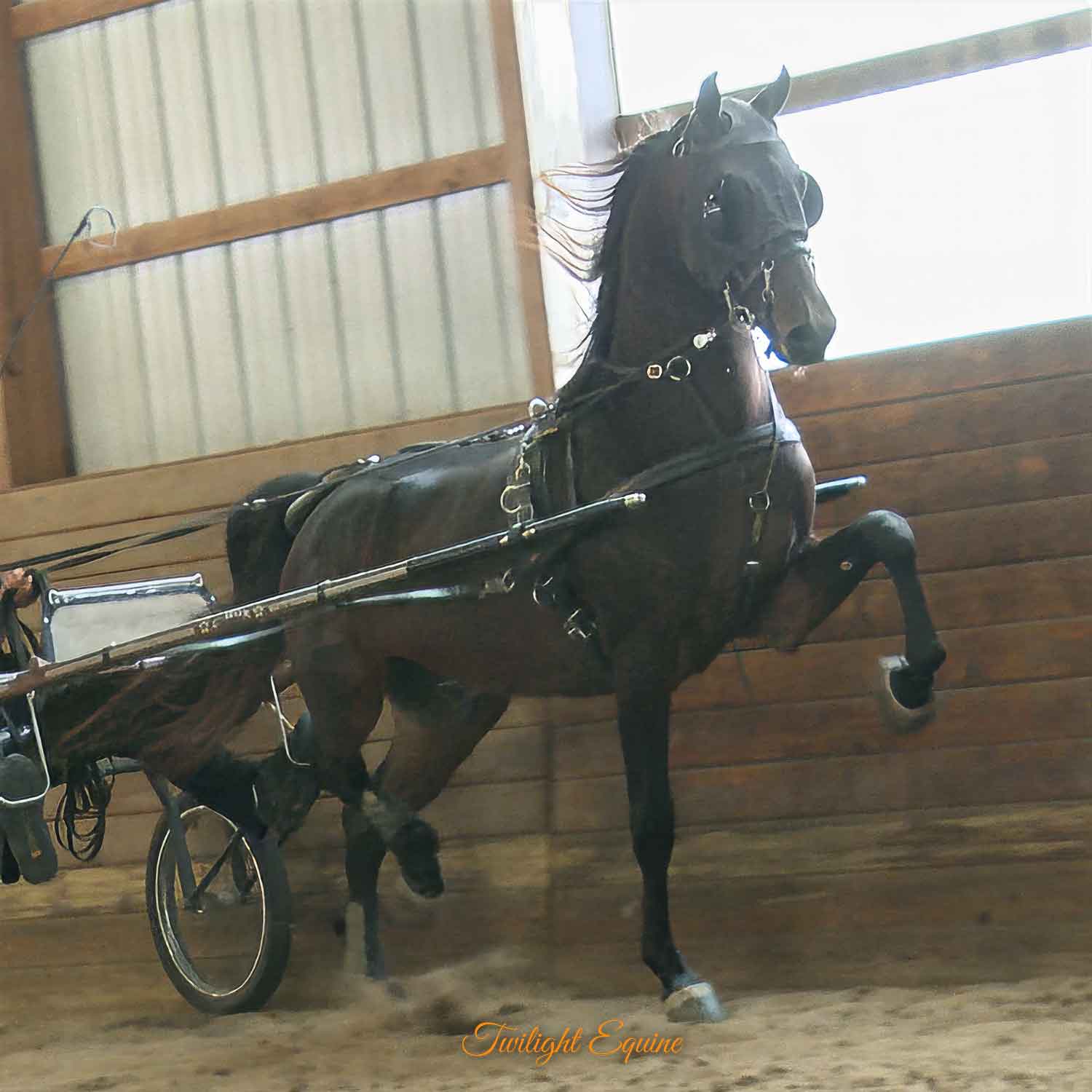 wce-first-pazazz-11 WCE First Pazazz, Morgan Stallion For Sale