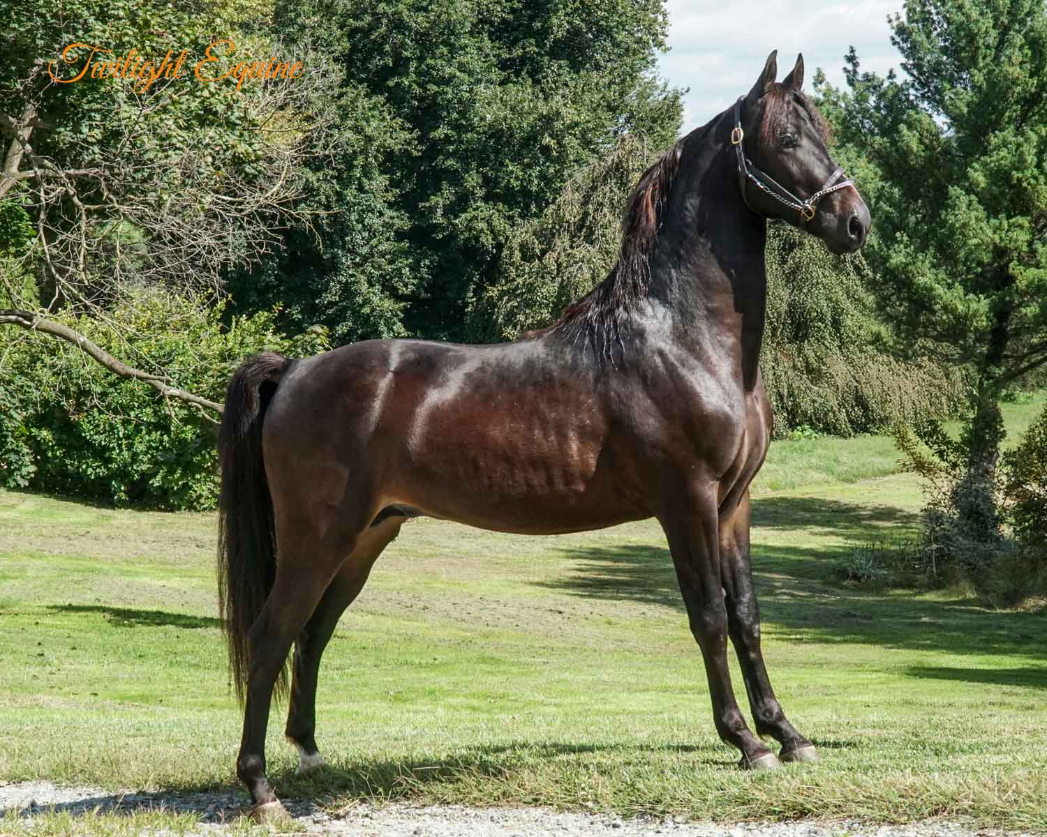 WSG He's Groovy, Morgan stallion for sale