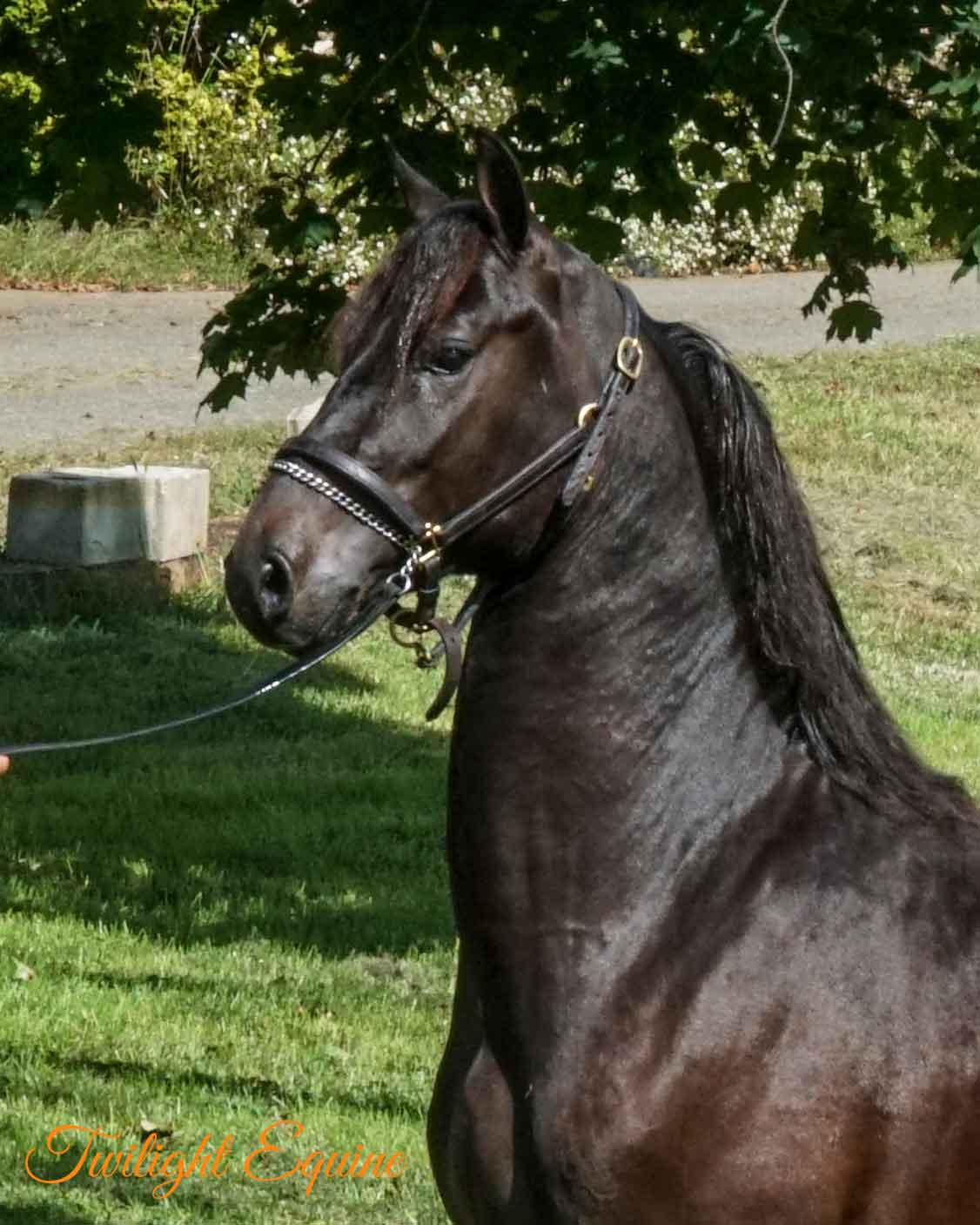 wsg-hes-groovy-2 WSG He's Groovy, Morgan stallion for sale