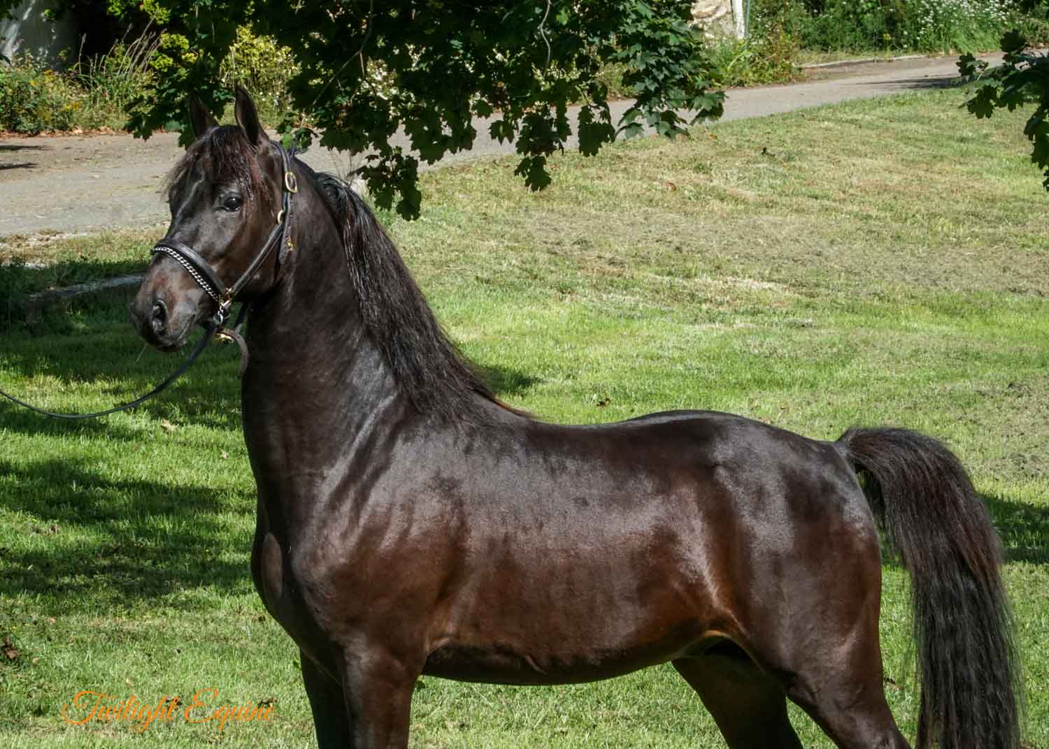wsg-hes-groovy-3 WSG He's Groovy, Morgan stallion for sale