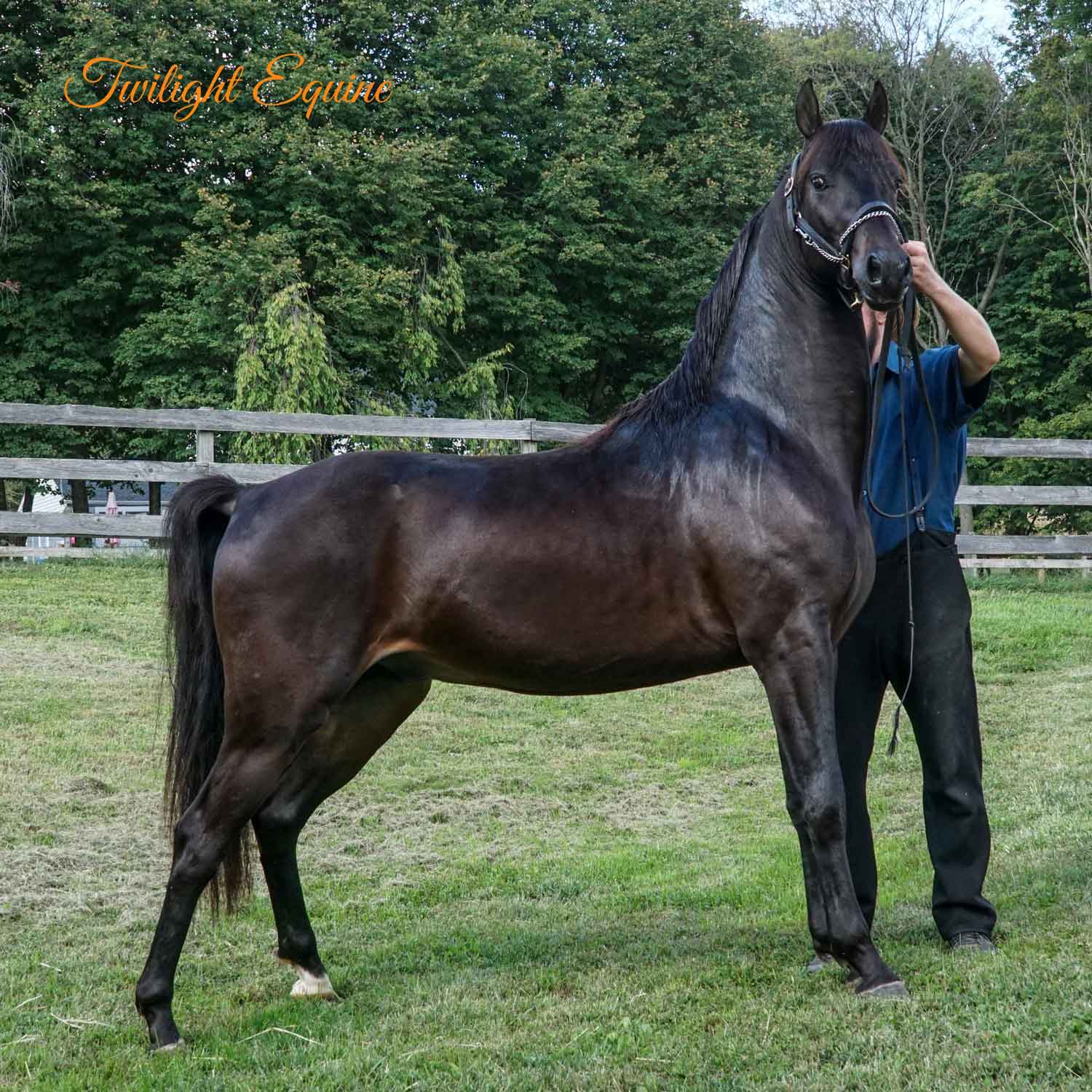 wsg-hes-groovy-4 WSG He's Groovy, Morgan stallion for sale