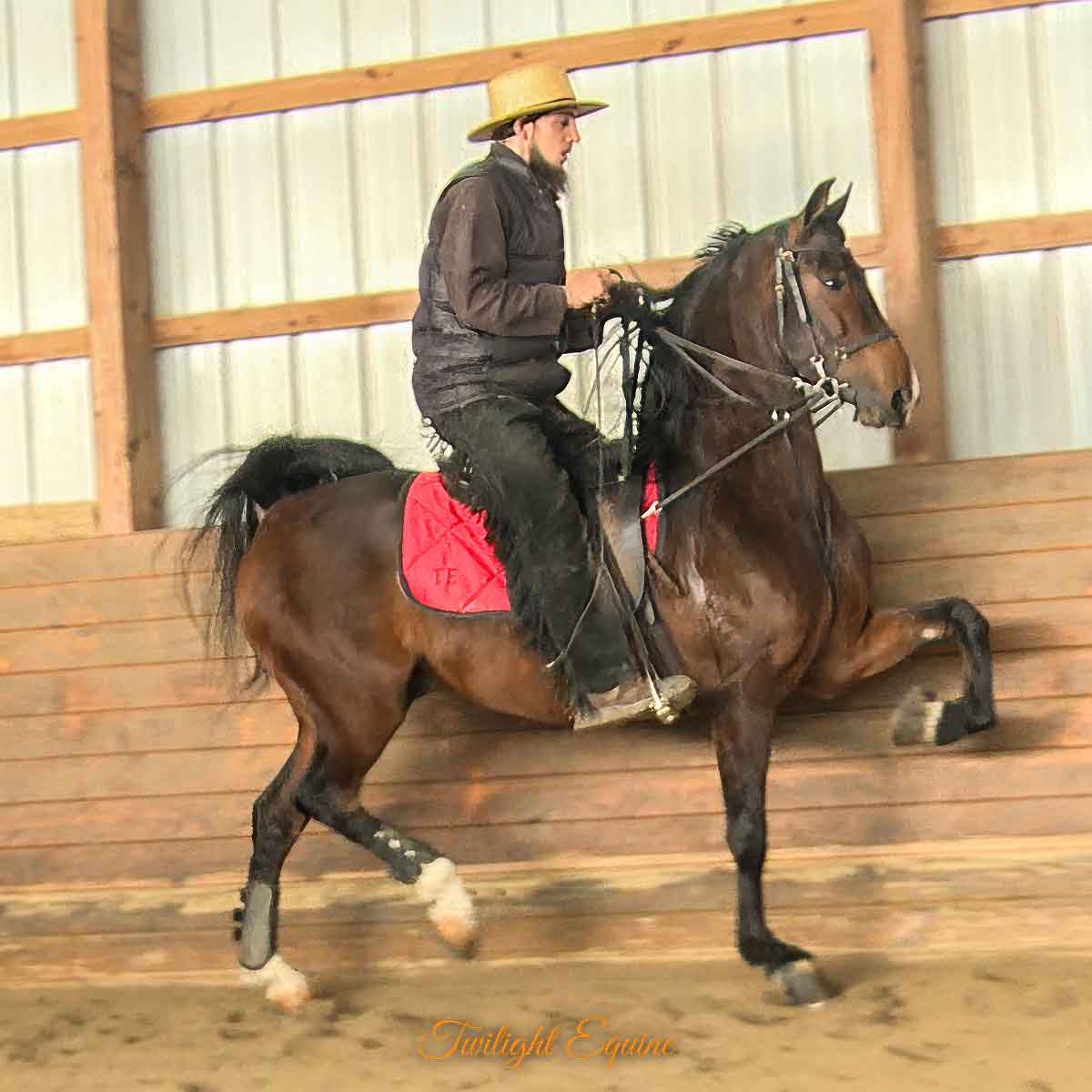 WSMF Song Bird, Morgan gelding for sale