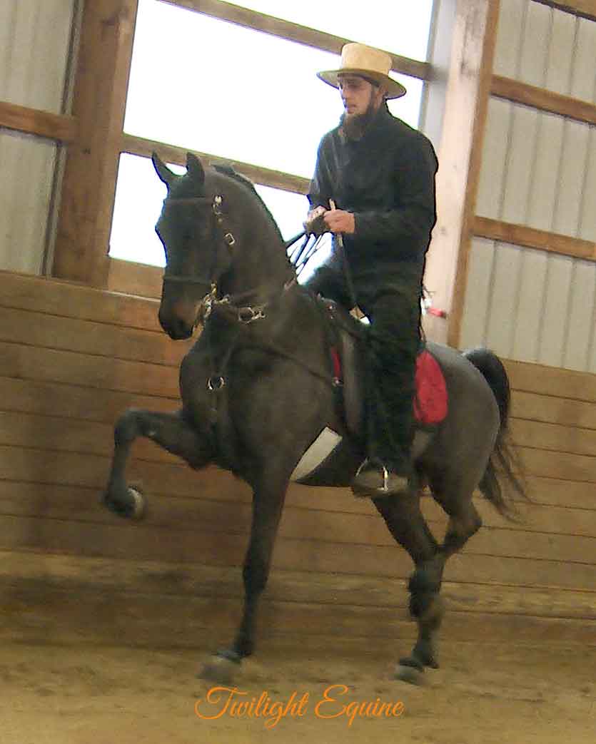 PCS Like Gold Refined, Morgan gelding for sale