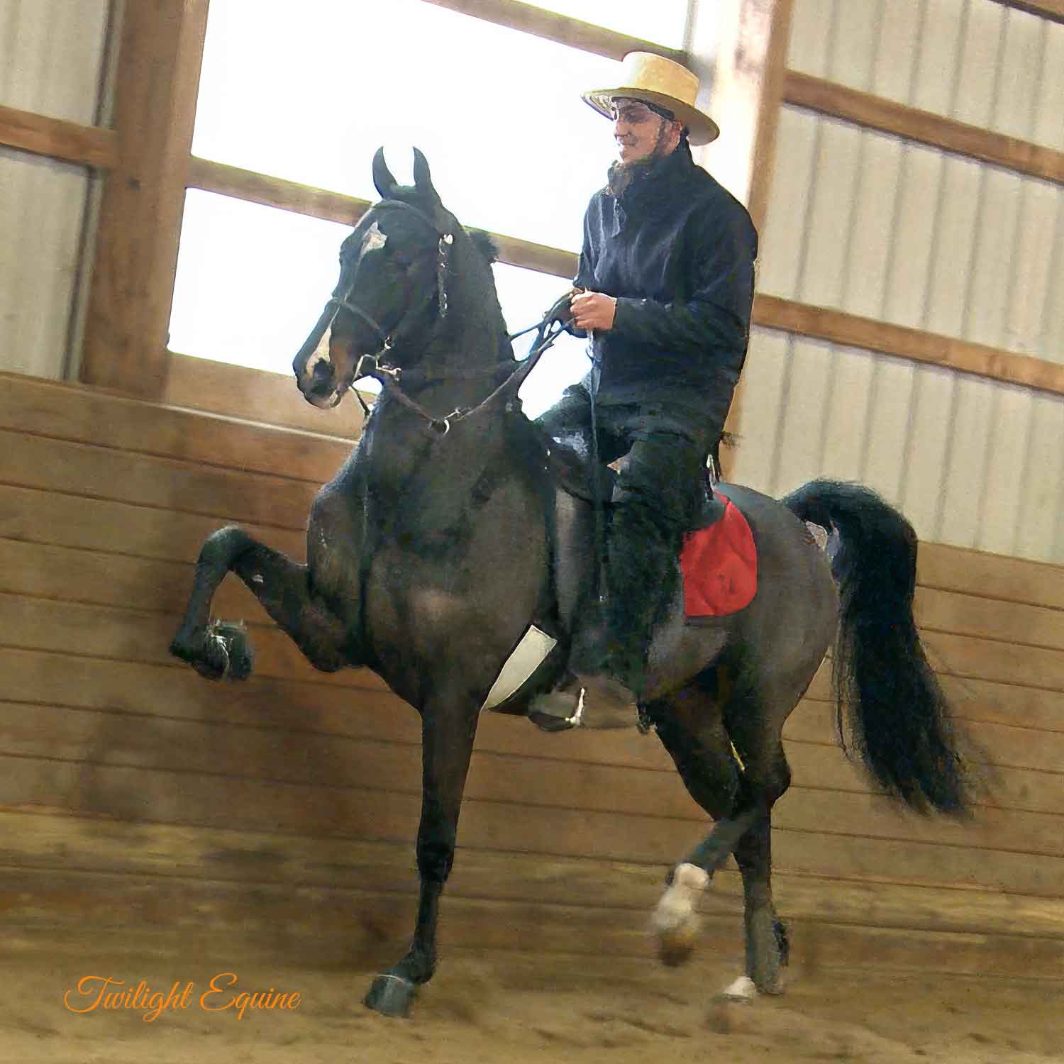 Shooting Star Somewhere, Morgan stallion for sale