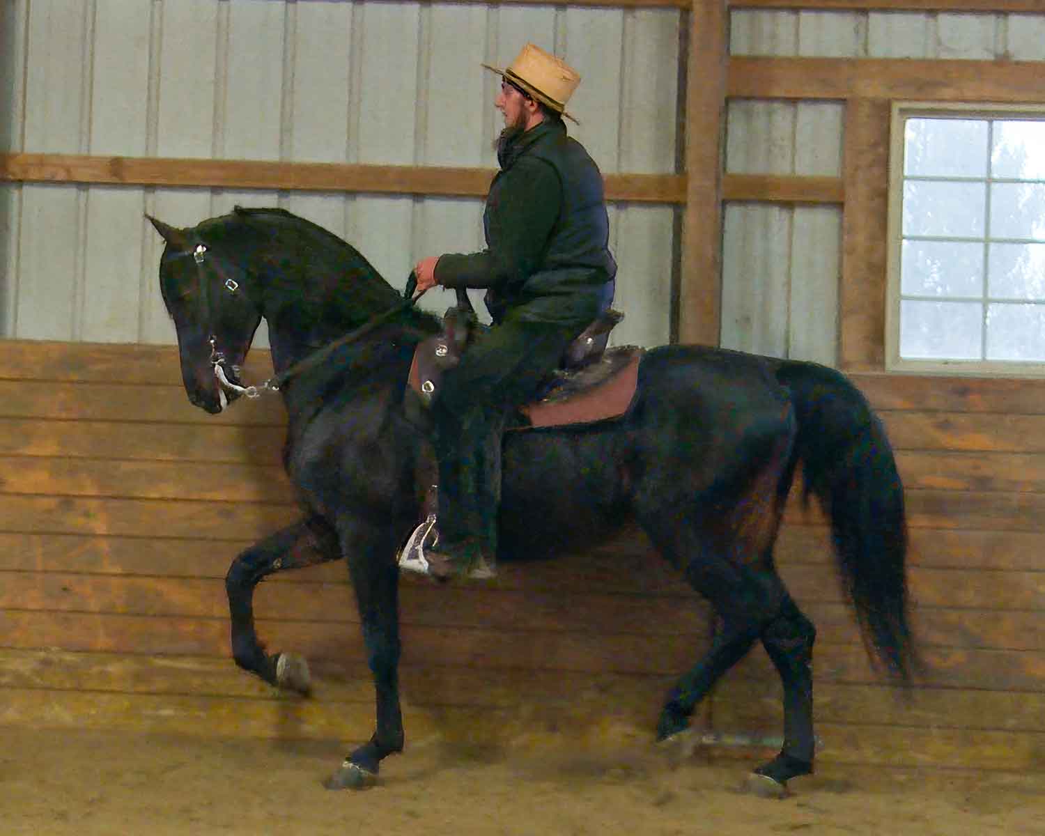 lse america, morgan stallion for sale