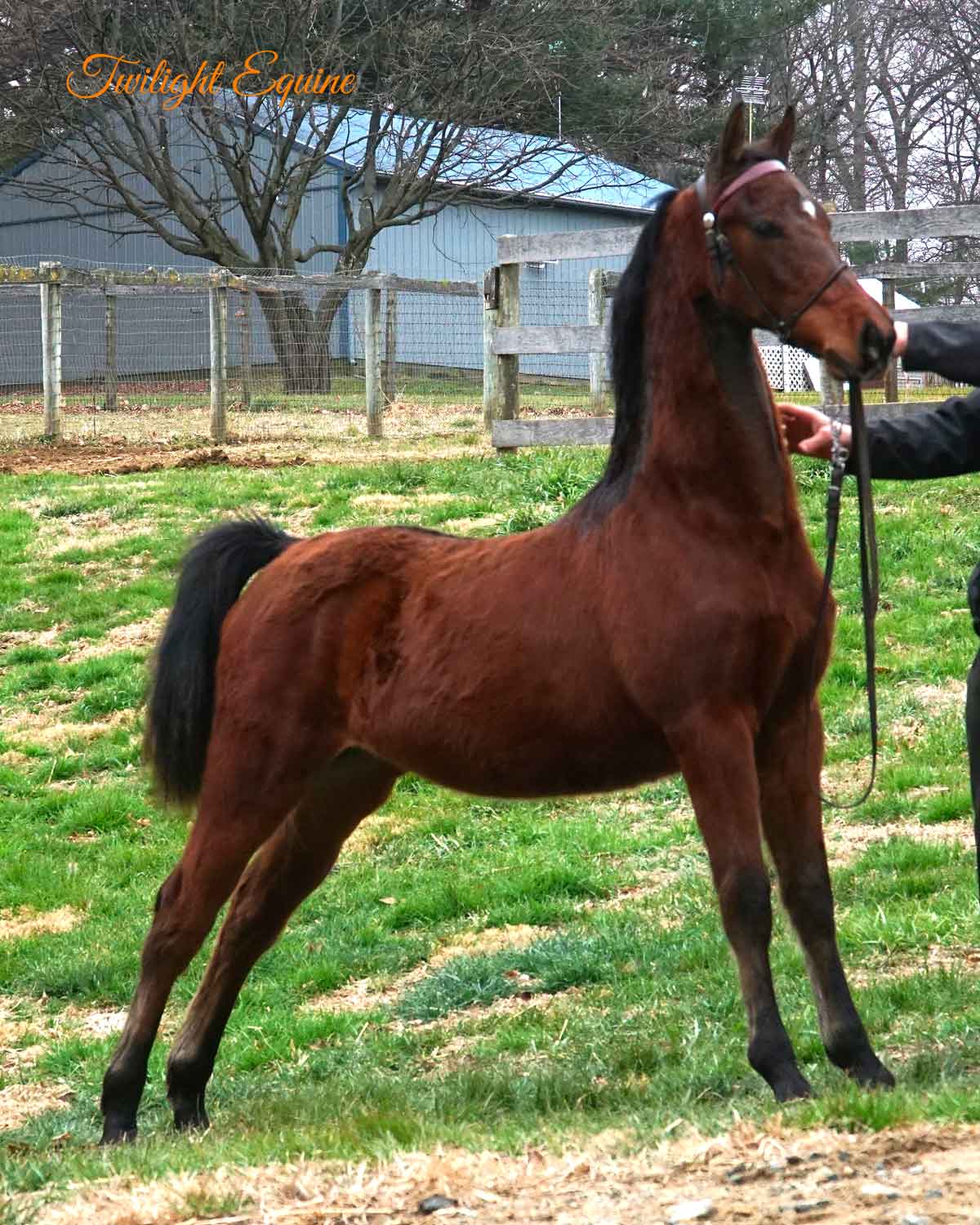 WCE Inspiring Presence, Morgan filly for sale