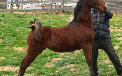 WCE Inspiring Presence