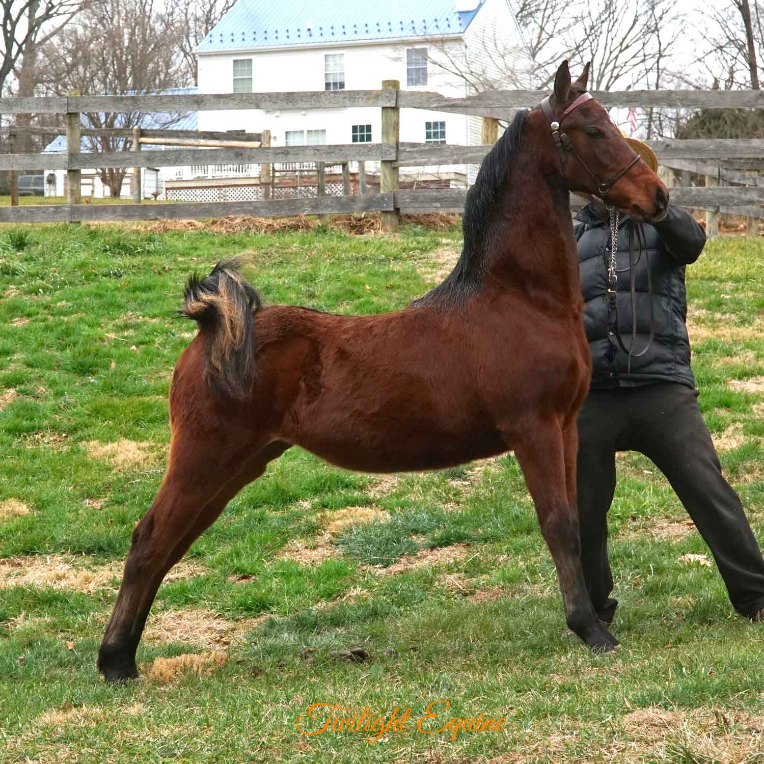 WCE Inspiring Presence, Morgan filly for sale