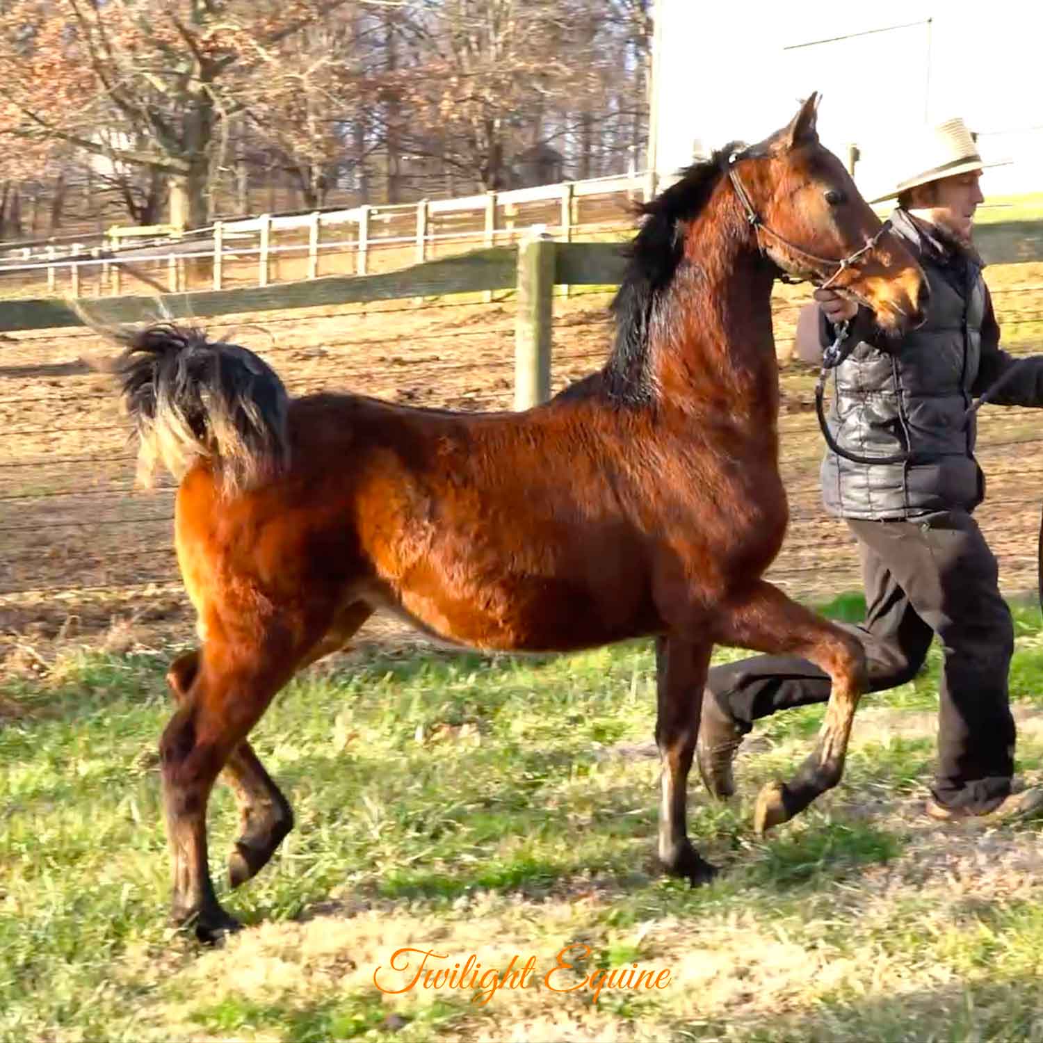 WCE Inspiring Presence, Morgan filly for sale