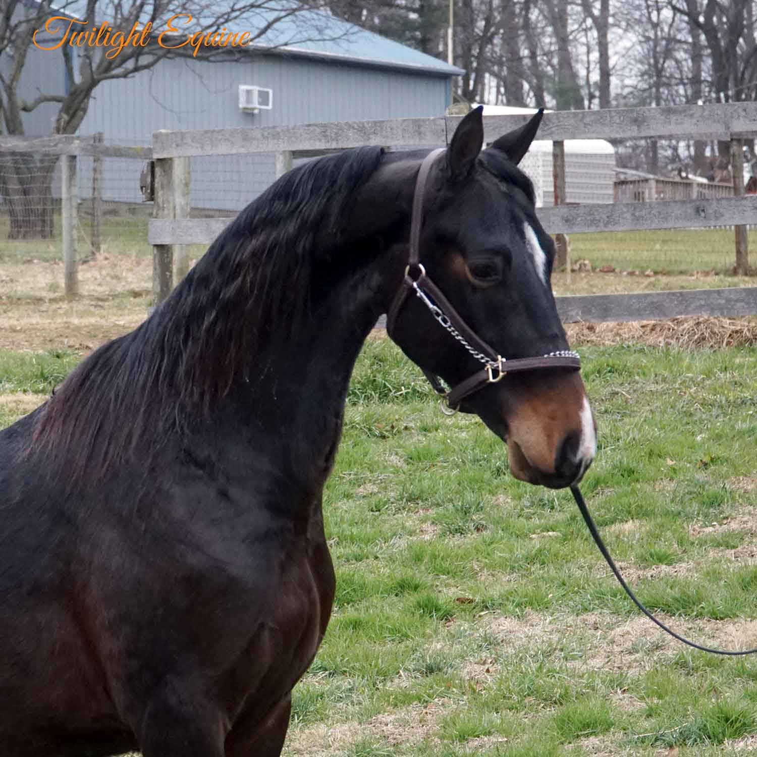 wgs-dynamite-4 WGS Dynamite, Morgan gelding for sale