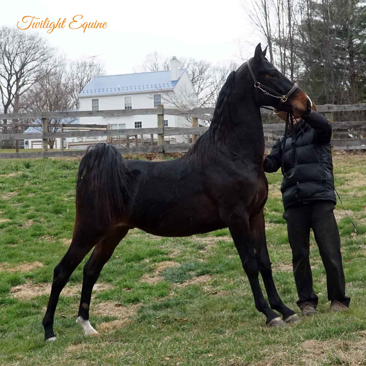 wgs-dynamite-5 WGS Dynamite, Morgan gelding for sale