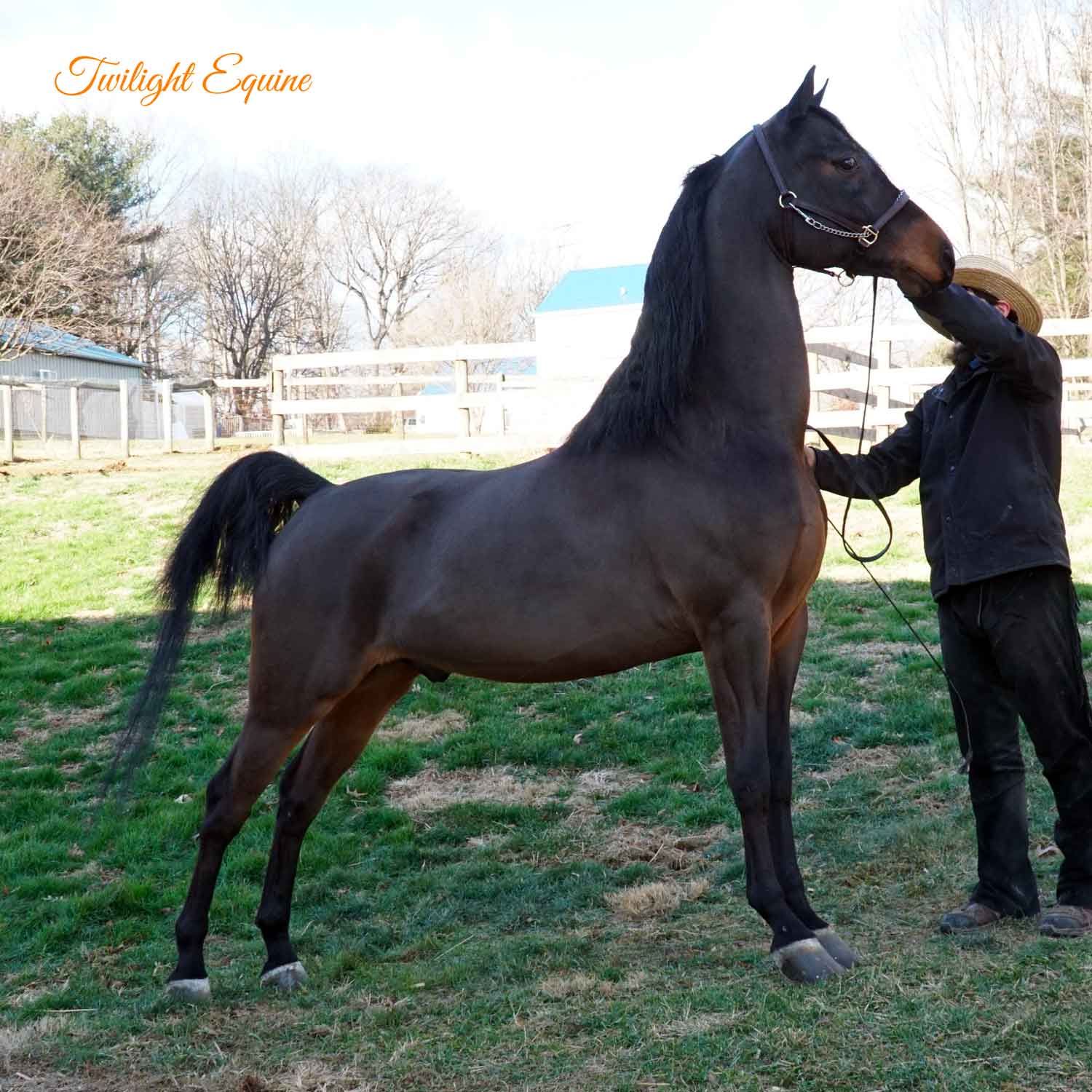 QMS Perfect Popper, Morgan gelding for sale
