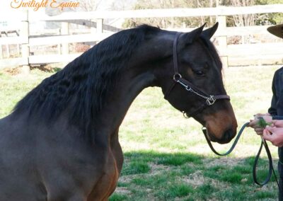 QMS Perfect Popper, Morgan gelding for sale