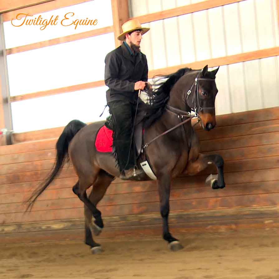 QMS Perfect Popper, Morgan gelding for sale