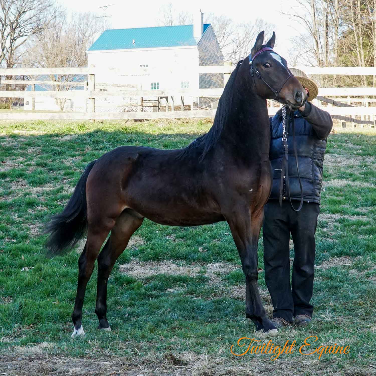 JABJ Happys Choice Prince, Morgan stallion for sale