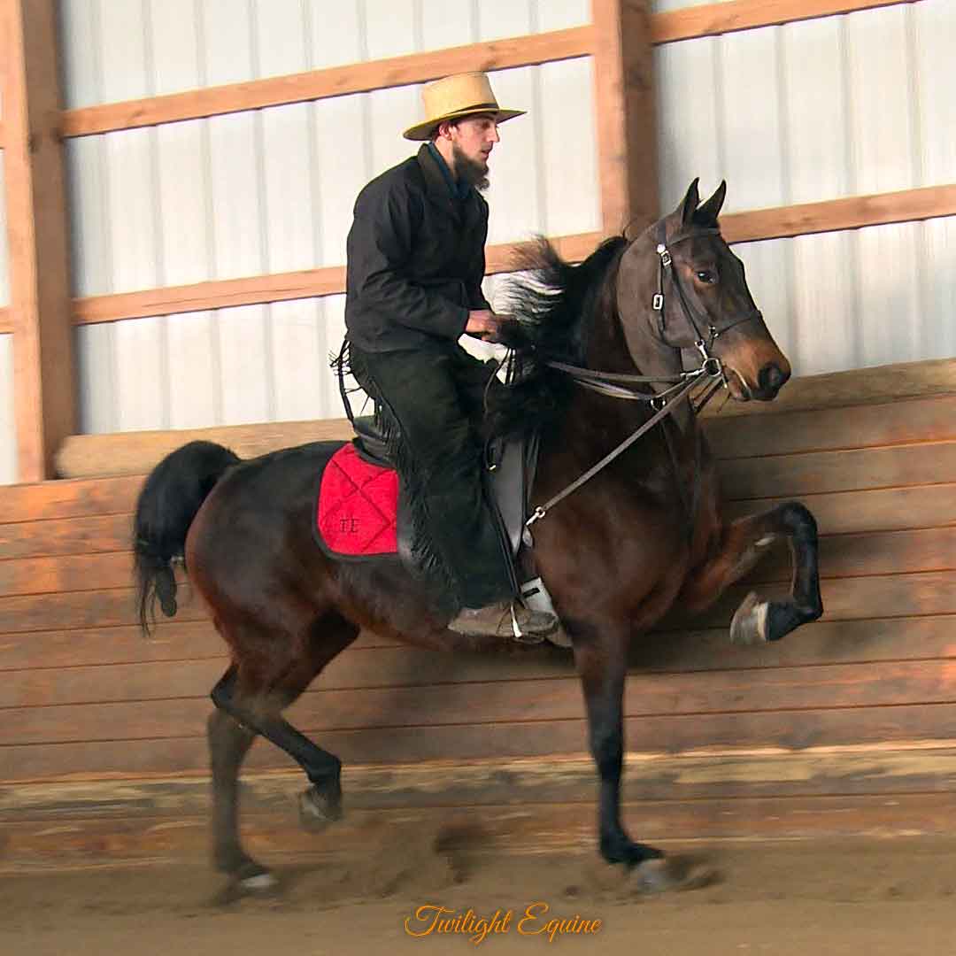 RPS Shake The Crown, Morgan Mare For Sale