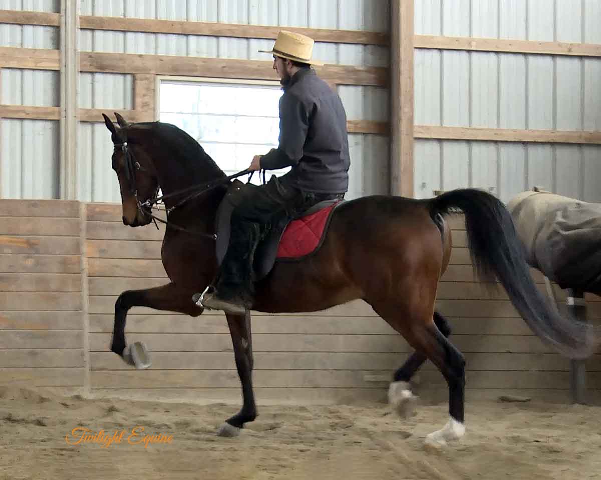 Total Icon, Morgan gelding for sale