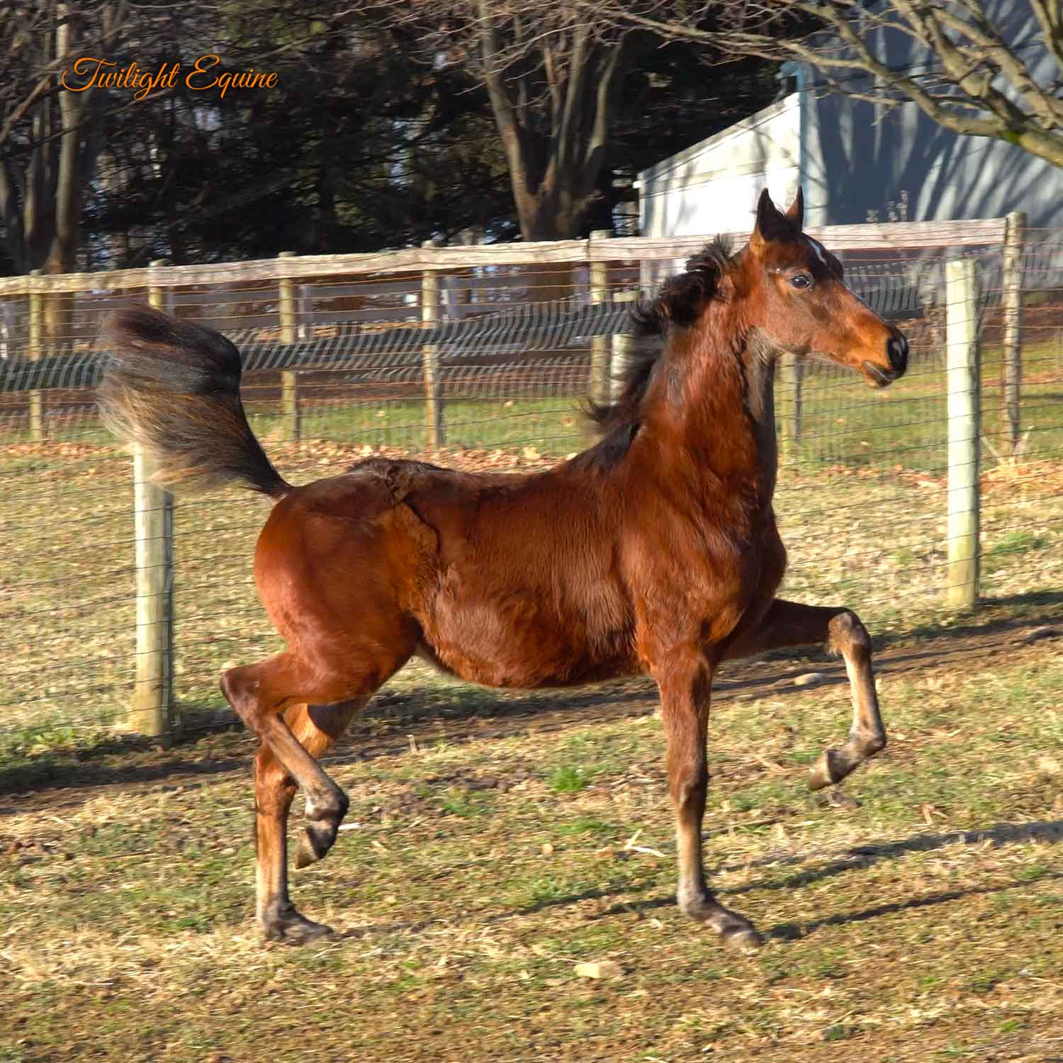 WCE Extravagance, morgan stallion for sale