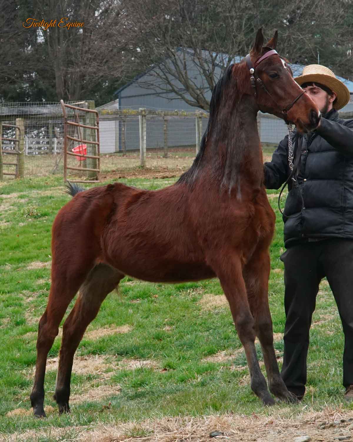 wce-extravagance-2 WCE Extravagance, morgan stallion for sale