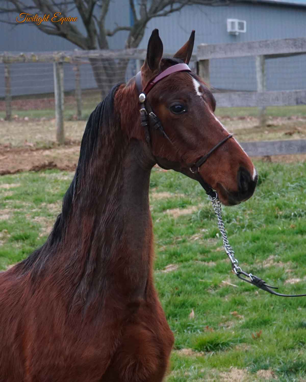 wce-extravagance-3 WCE Extravagance, morgan stallion for sale