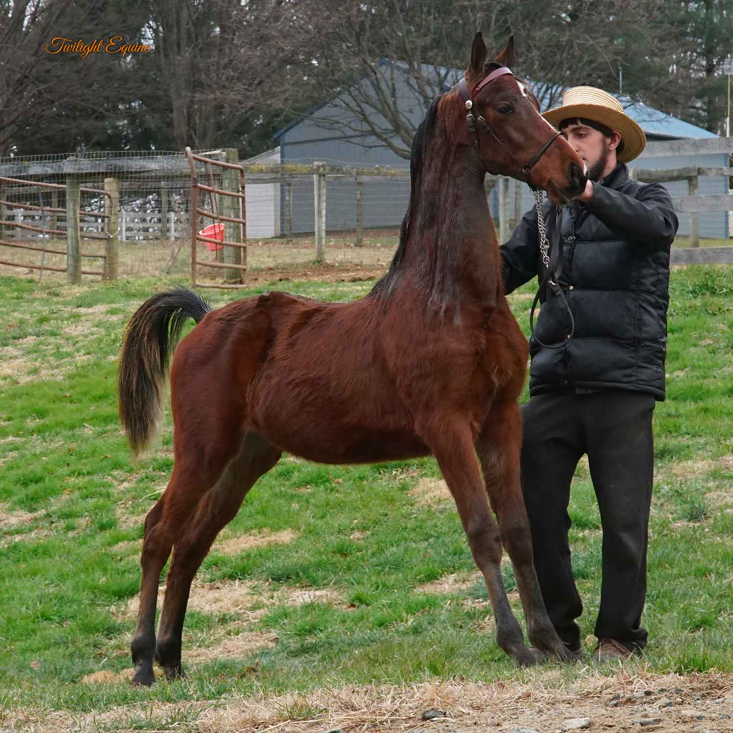 wce-extravagance-4 WCE Extravagance, morgan stallion for sale