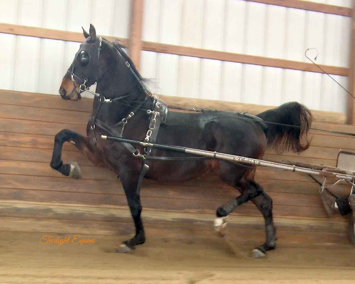 wgs dynamite, morgan gelding for sale